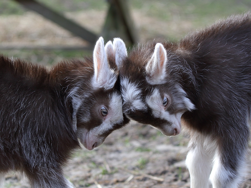 Zoogdieren